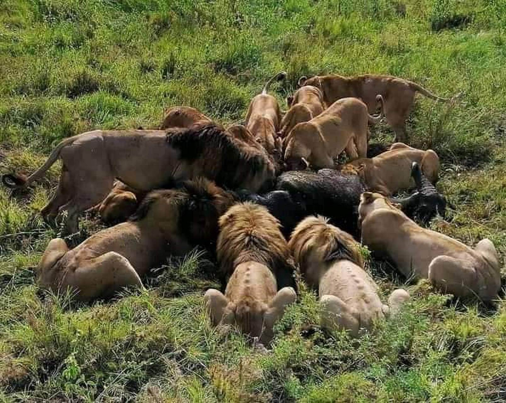 lions kibo-safari-kenya