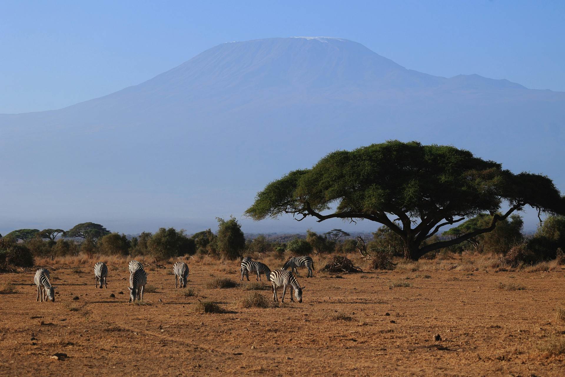 grazing-zebras-amboselli-kibo-safari-kenya