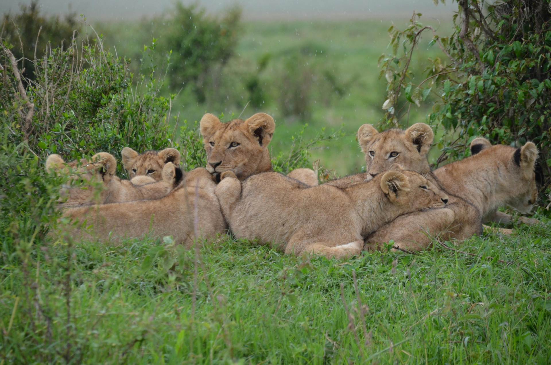 pride-of-lions-kibo-safari-kenya