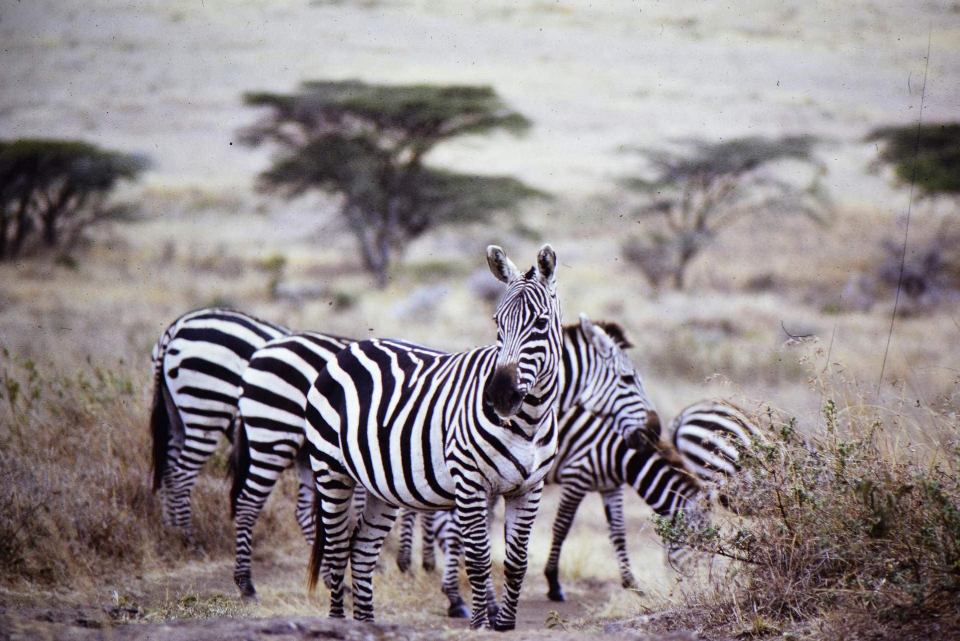 zebras-kibo-safari-kenya