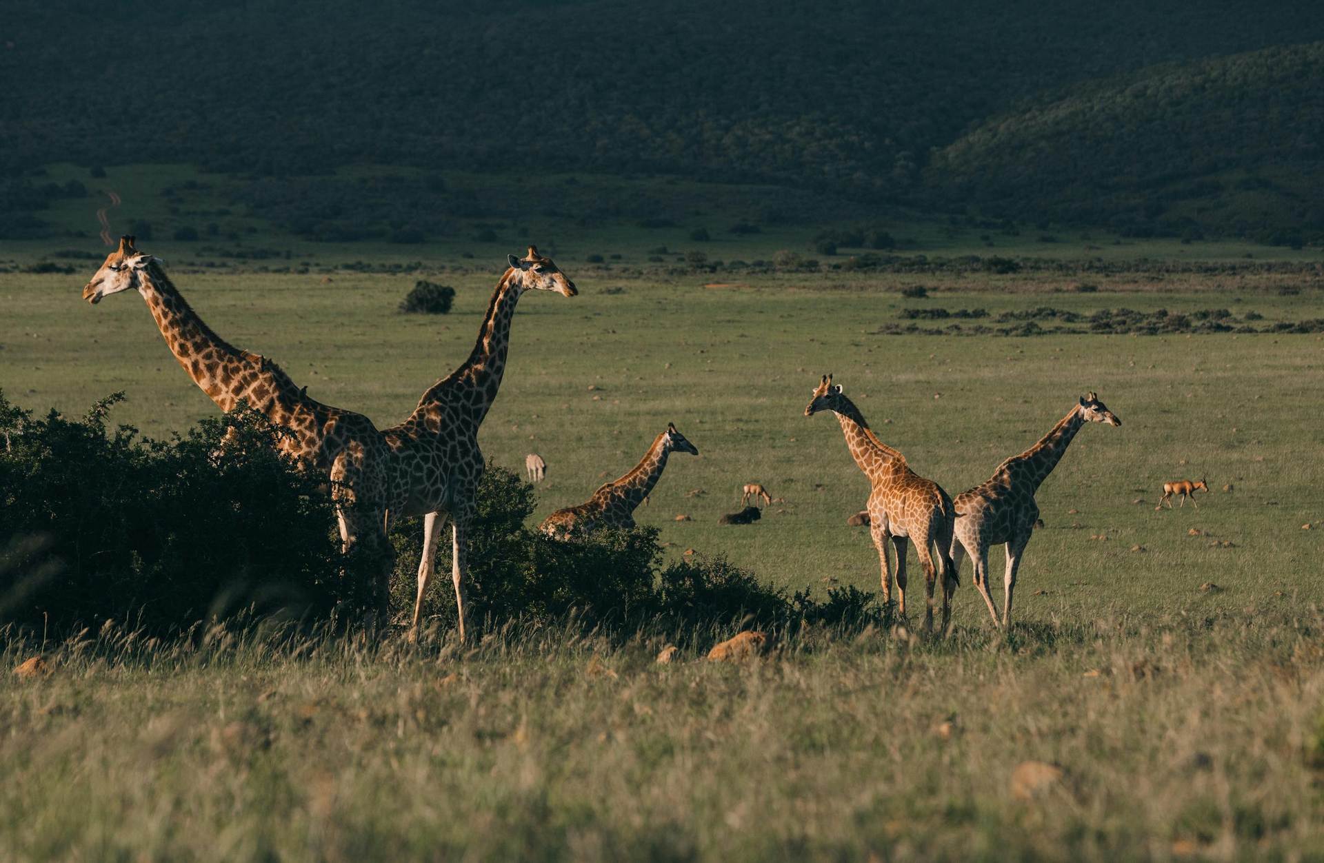 girraffe-samburukibo-safari-kenya