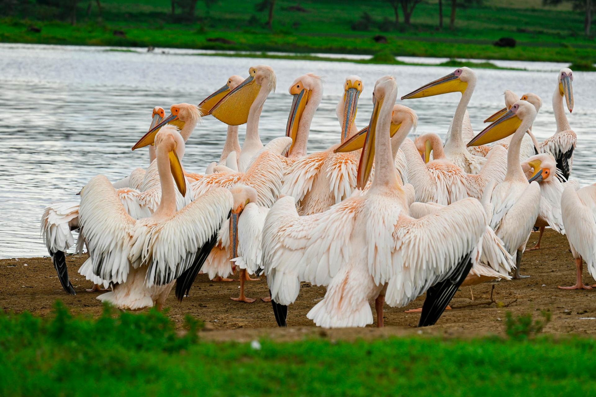 magical-birds-lake-nakuru-kibo-safari-kenya