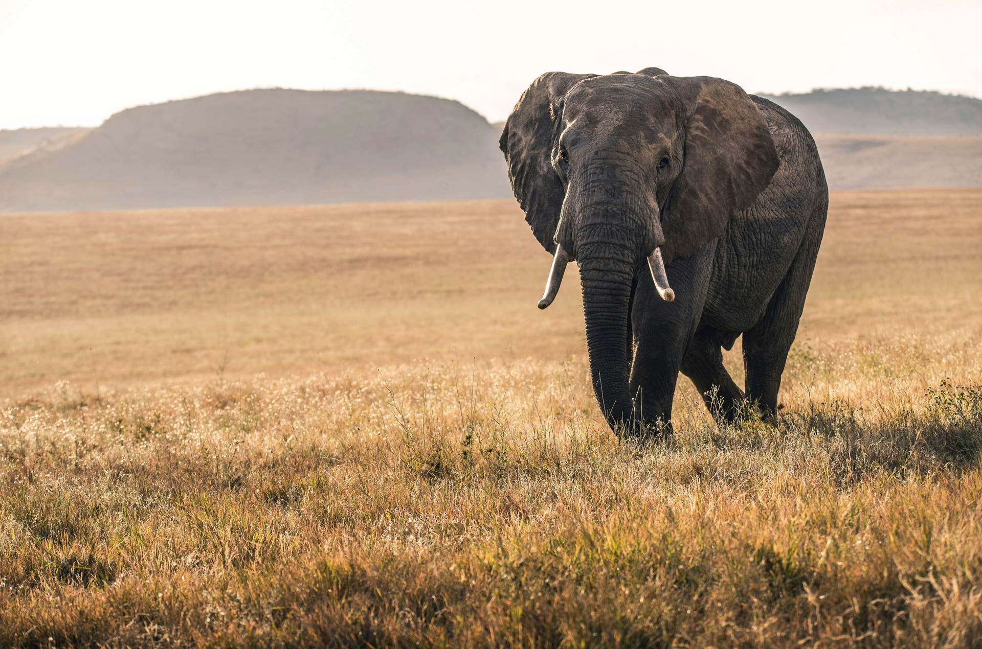 elephant-kibo-safari-kenya