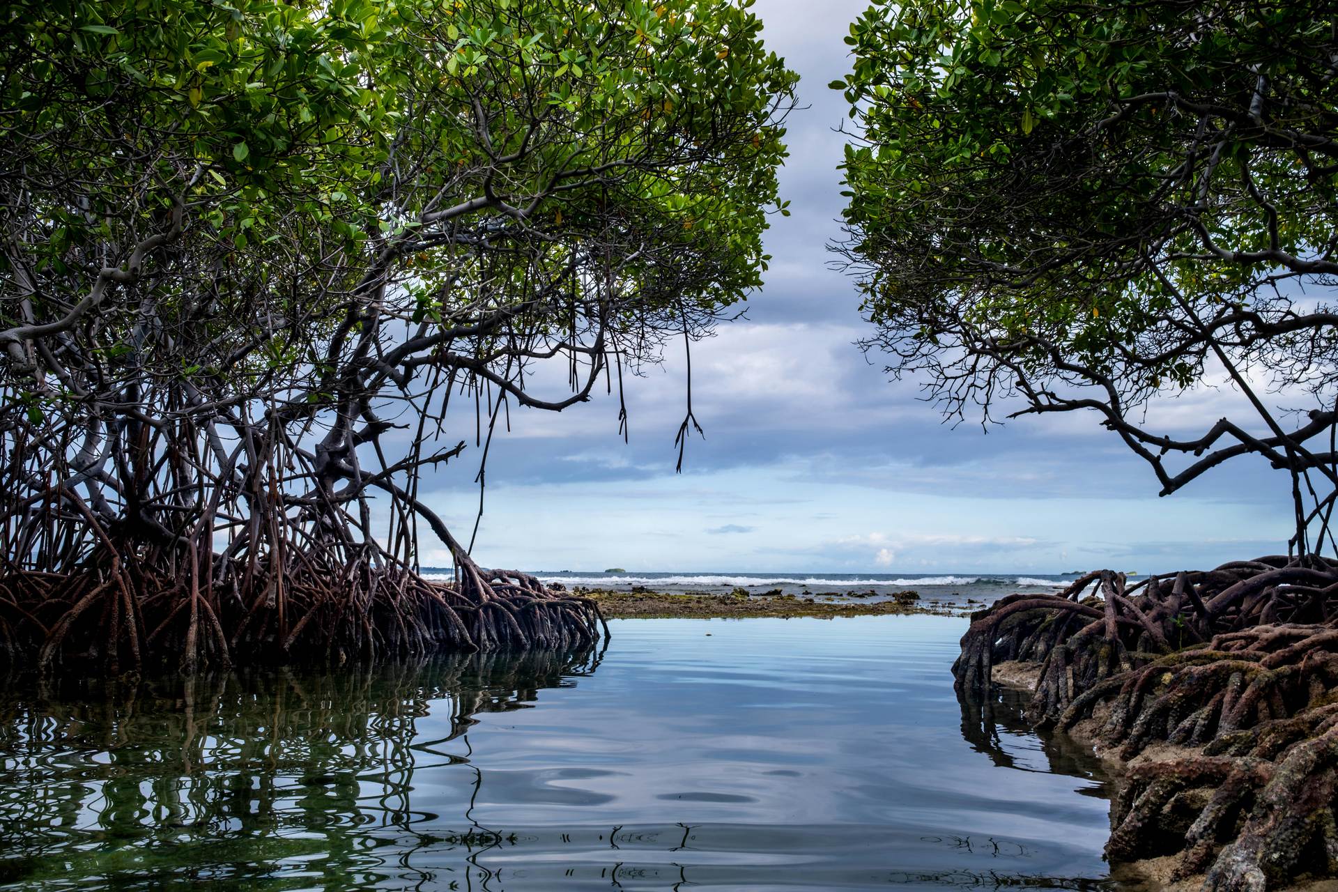 mida-mangrove-and-walk-kibo-safari-kenya