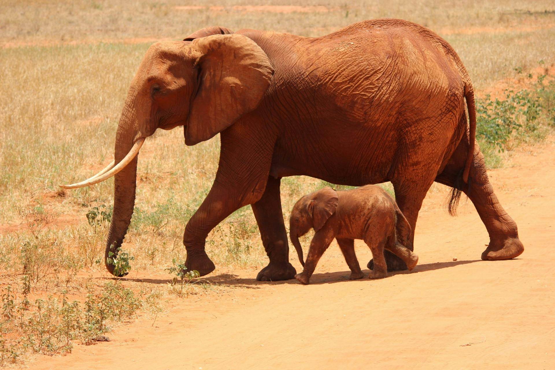 Immagine degli elefanti rossi a Tsavo Est