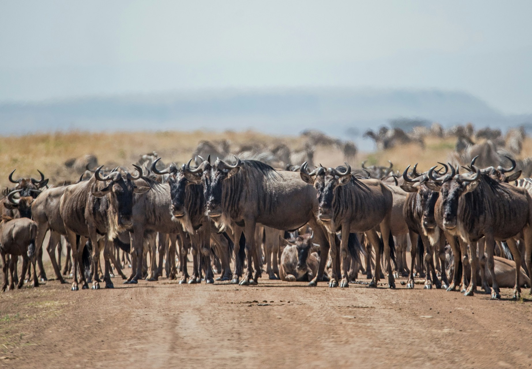 Immagine del Masai Mara con fauna selvatica