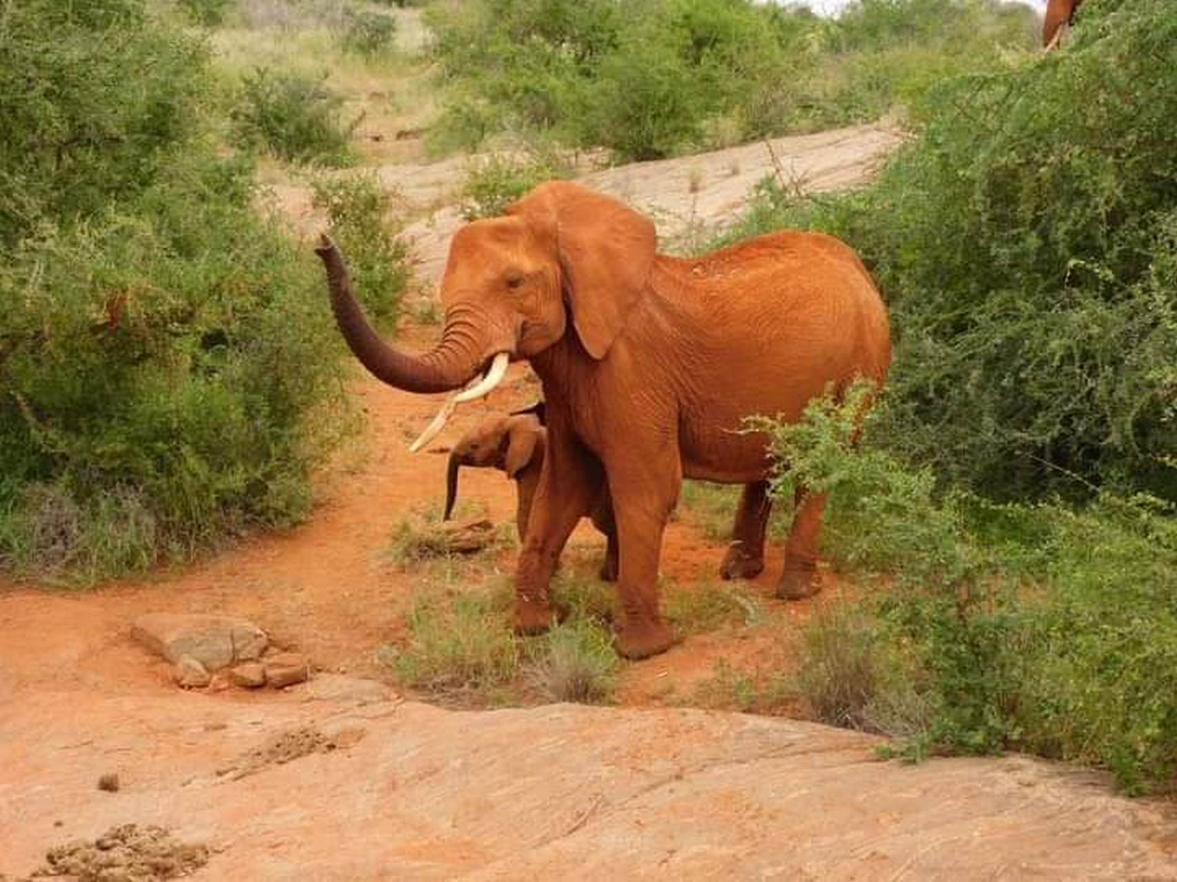 Paesaggi spettacolari dello Tsavo Est