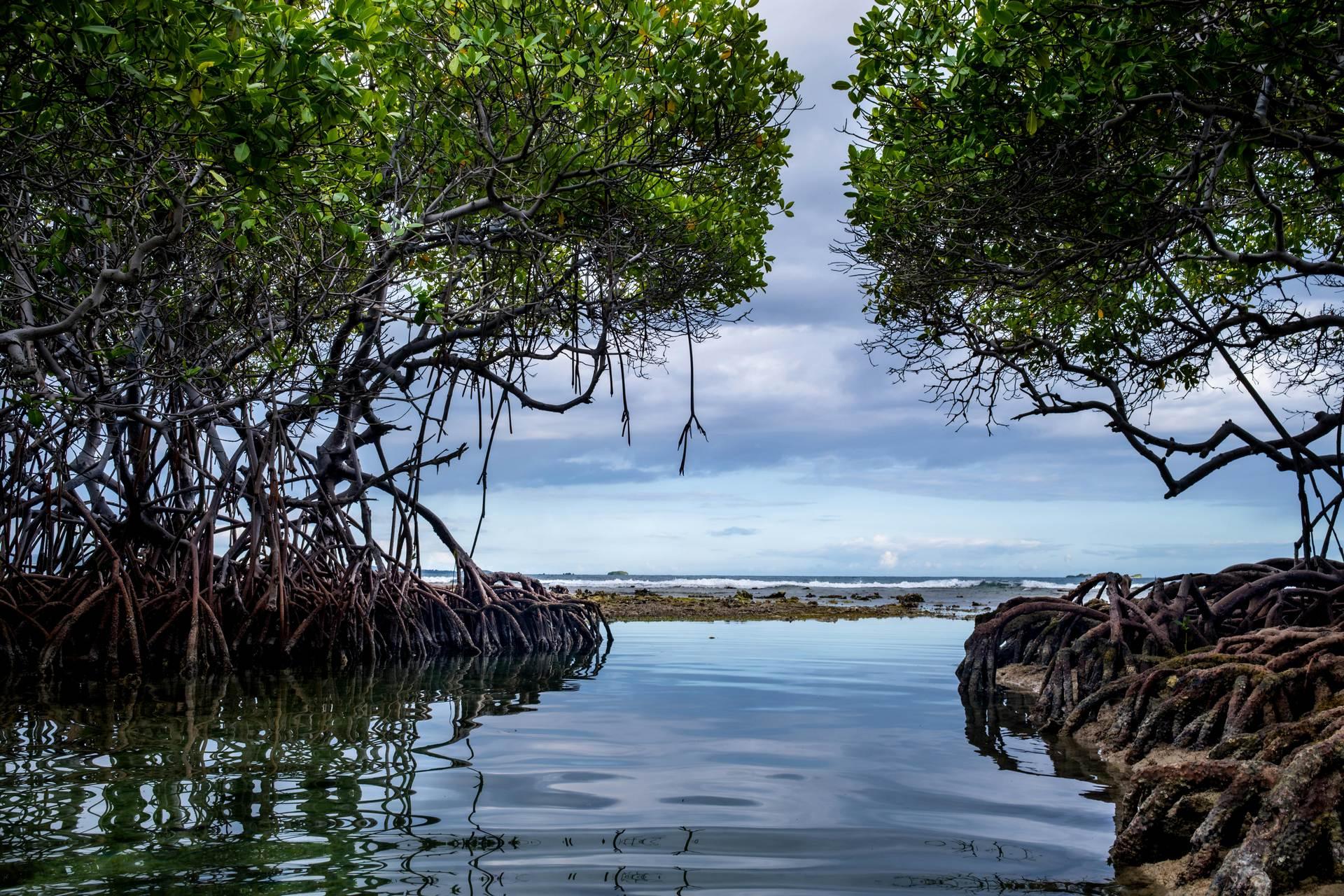 Immagine delle mangrovie di Mida Creek